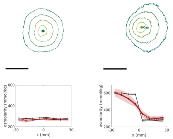 B. subtiles and gradients