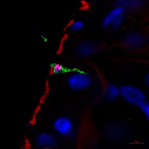 102 - Cellule entéroendrocrine de Drosophile