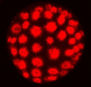 105 - Ceci n'est pas un virus