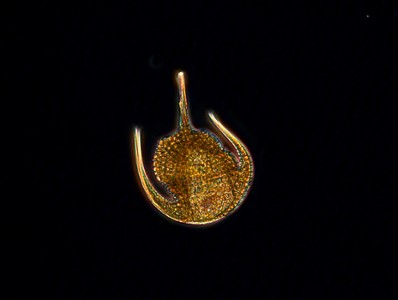 29 - Ceratium paradoxides
