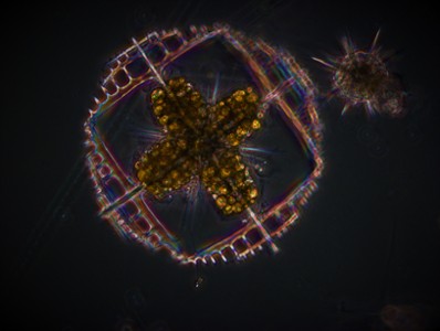 30 - Lithoptera sp.