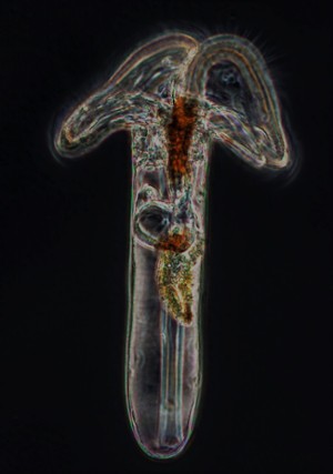 34 - Pieds ailés