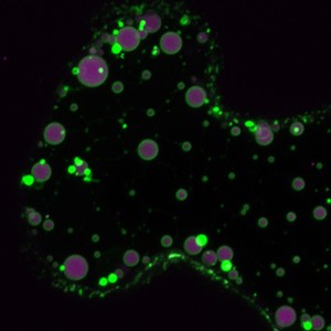65 - Bubbling Endoplasmic Reticulum