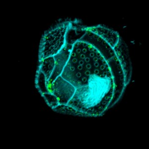67 - Atypical Membrane-Anchored Cytokine MIF in a Marine Dinoflagellate