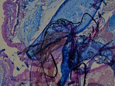 80 - Sérendipité artistique: une silhouette somnolente dans une section de tissu de requin