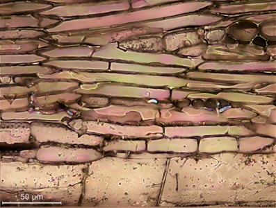 91 - The iridescent wall