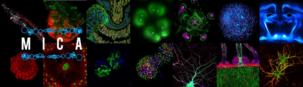 Microscopie Imagerie Côte d'Azur
