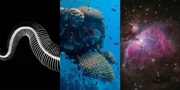 Events - From Bones to Oceans and Space