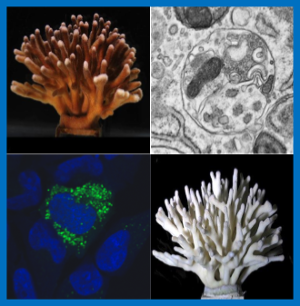 BIOCORAUE