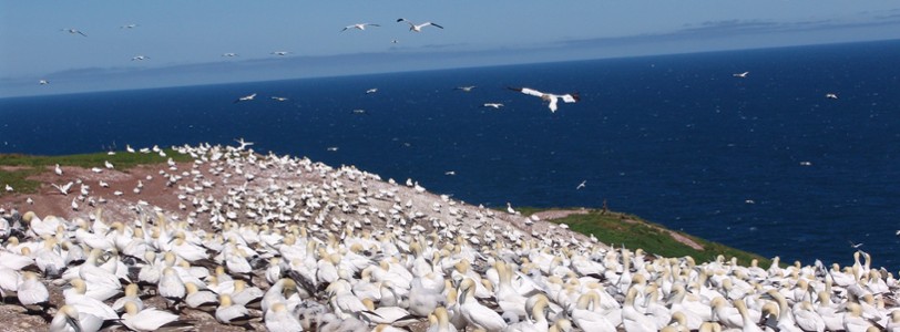 Biodiversité désertique