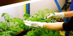 Photo de plantation dans un serre.