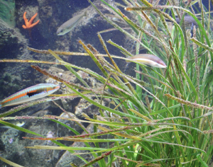 Mediterranean ecosystem